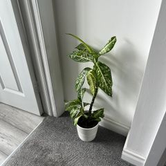 Dieffenbachia / Dumb Cane Indoor Plant with White Pot