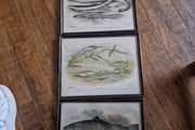fish pictures