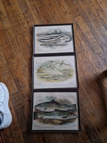 fish pictures