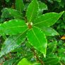 plants Image 2