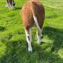 PBR Simmental Weanling Heifer Image 5