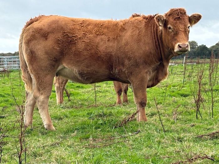 5 smashing incalf heifers