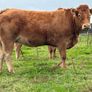 5 smashing incalf heifers Image 7