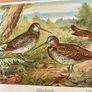 Six Traditional 20th Century Placemats by Pimpernel Gamebirds Image 10