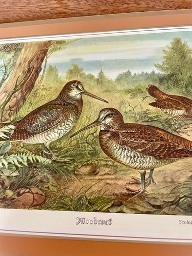 Six Traditional 20th Century Placemats by Pimpernel Gamebirds