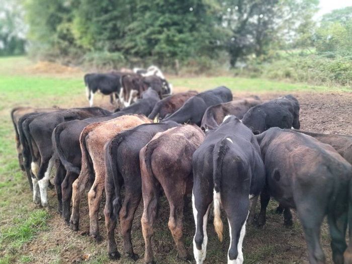 Cattle