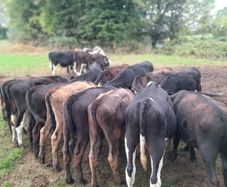 Cattle
