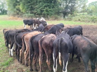 Cattle