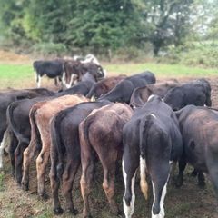 Cattle