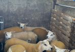 Texel ewe lambs & gimmers for sale privately