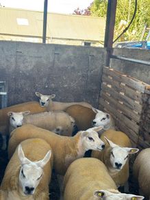 Texel ewe lambs & gimmers for sale privately