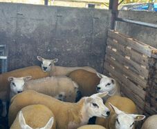 Texel ewe lambs & gimmers for sale privately