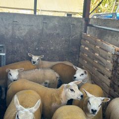 Texel ewe lambs & gimmers for sale privately