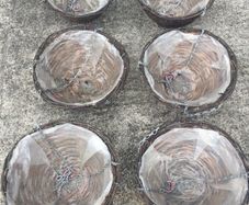 ( 24 ) wicker Hanging Baskets