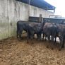 6 Aberdeen Angus heifers Image 4