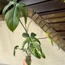 Rare Houseplant Philodendron Florida Beauty Image 8