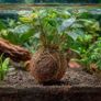 Kruger Meier ProNature Ball 15 - fertilizer balls with a biostimulant Image 6