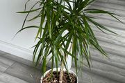 Dracaena Marginata / Dragon Tree Indoor Plant with White Pot