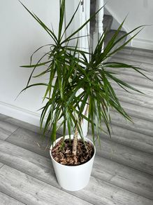 Dracaena Marginata / Dragon Tree Indoor Plant with White Pot