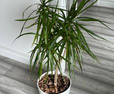 Dracaena Marginata / Dragon Tree Indoor Plant with White Pot