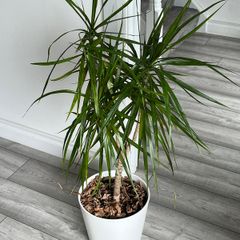 Dracaena Marginata / Dragon Tree Indoor Plant with White Pot