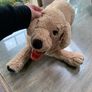 Big cuddly dog Image 4
