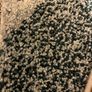 Carpet samples Image 3