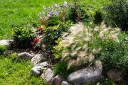 (G) Ornamental Grass Foxtail Barley seeds 0.1g (415335)