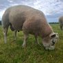 Purebred Beltex Ram Image 2