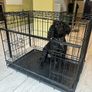 Dog crate Image 3