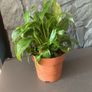 Peace Lily Indoor House Plant Image 4