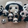 Panda bundle Image 2