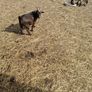 pygmy Goats Image 5