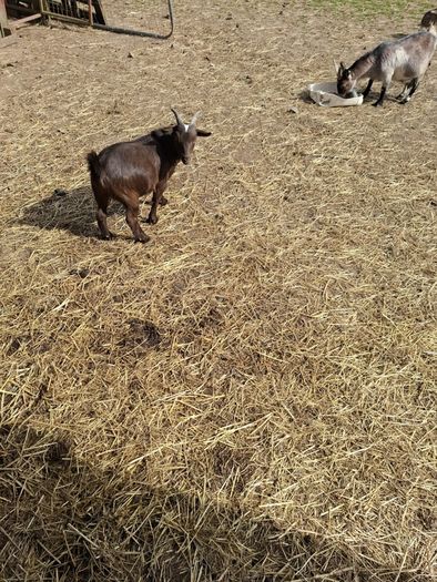 pygmy Goats