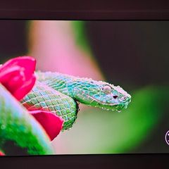 Elite Screns 120 inch screen