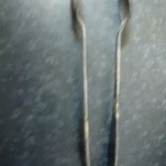 Walker and hall sugar tongs