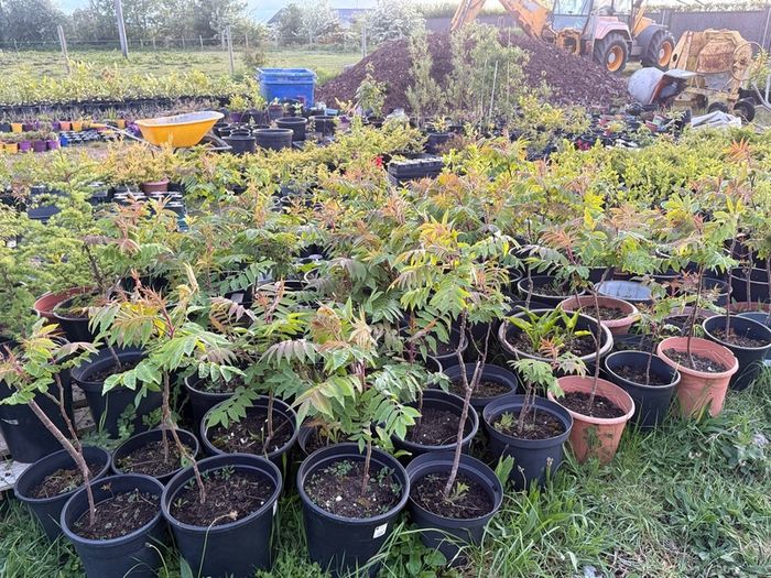Plants Rhus Typhina / Staghorn sumac