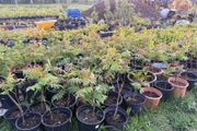 Plants Rhus Typhina / Staghorn sumac