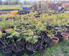 Plants Rhus Typhina / Staghorn sumac