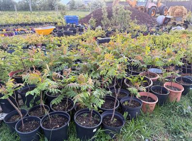 Plants Rhus Typhina / Staghorn sumac