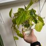 houseplant Philodendron Lemon Lime cuttings Image 2
