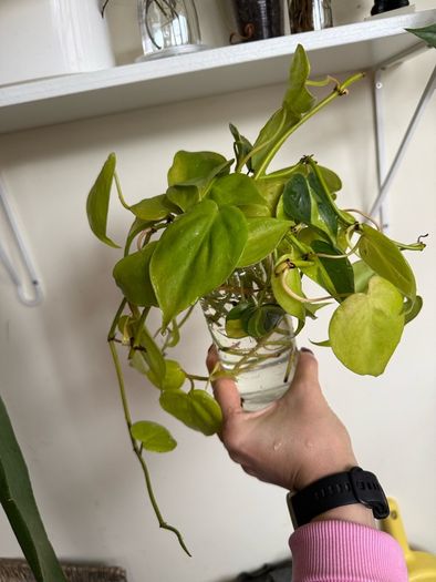 houseplant Philodendron Lemon Lime cuttings