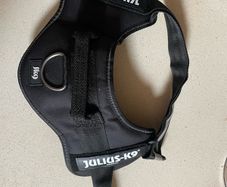 dog accessories