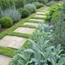 (S) Sage Seeds 1g (882914) Image 2