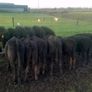 Cattle Image 4