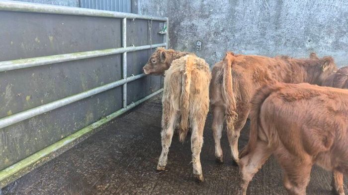 Heifers