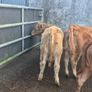 Heifers Image 6