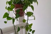 Home plant