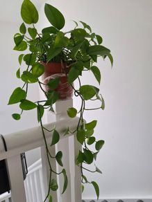 Home plant