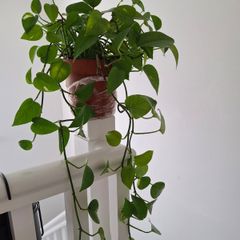 Home plant